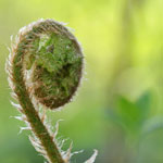 im garten